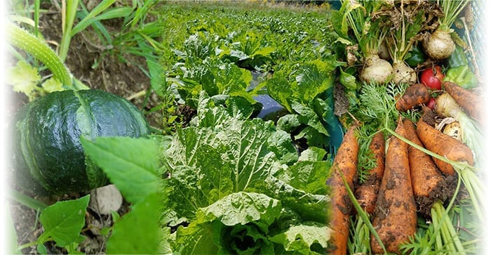渡辺社長のfacebookから。無農薬栽培で育った野菜の写真。